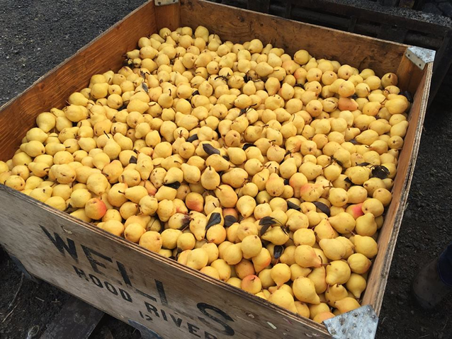 Oregon-grown produce, like these Hood River pears, are featured in their spirits and tasting room cocktails.