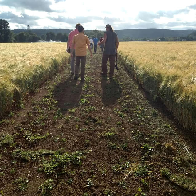 Students tour the WSU Extension Thurston County barley trails.