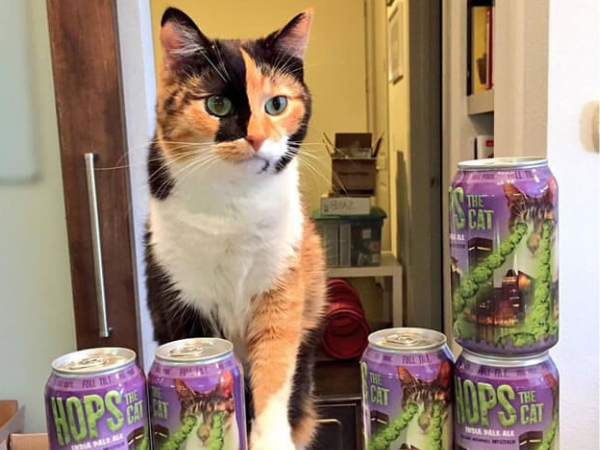 Meet Hops the cat, with Hops the Cat beer in cans.